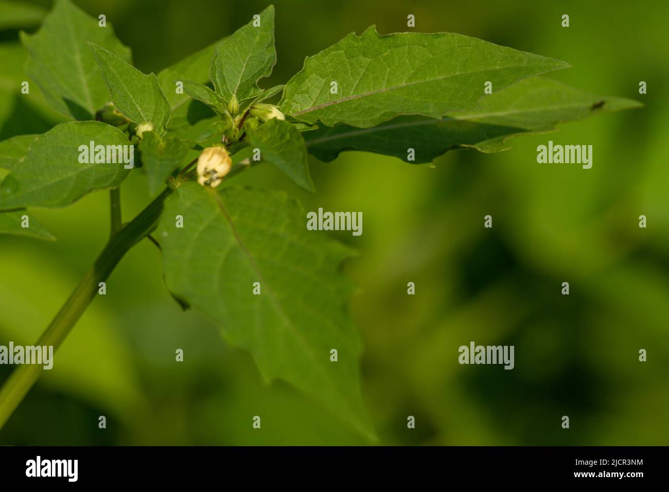 A groundcherry plant with green leaves, the stem is hollow in the middle and green, a tropical