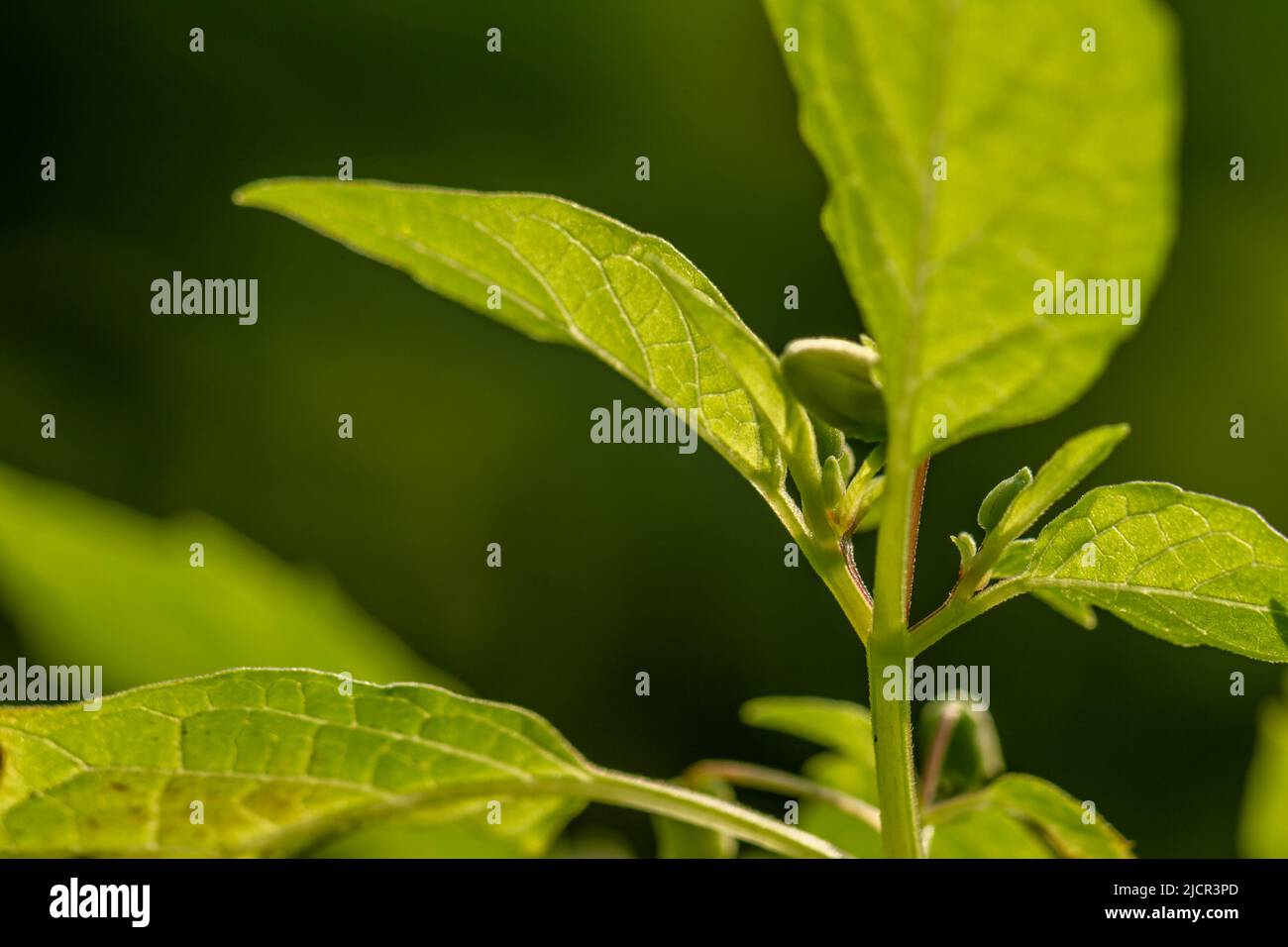 A groundcherry plant with green leaves, the stem is hollow in the middle and green, a tropical