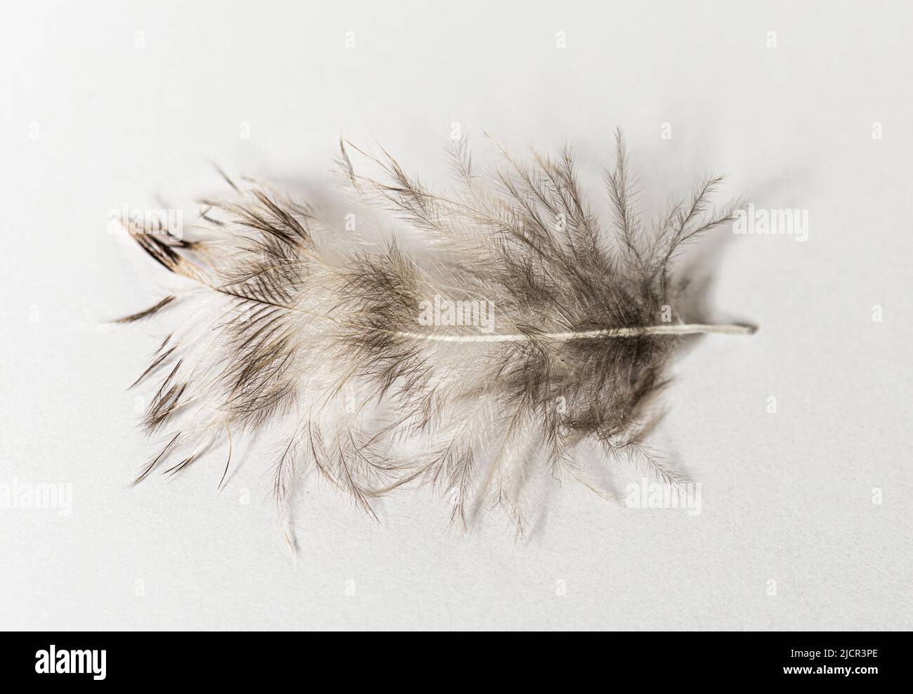close-up on a down feather of a one month old Tawny Owl, Strix 