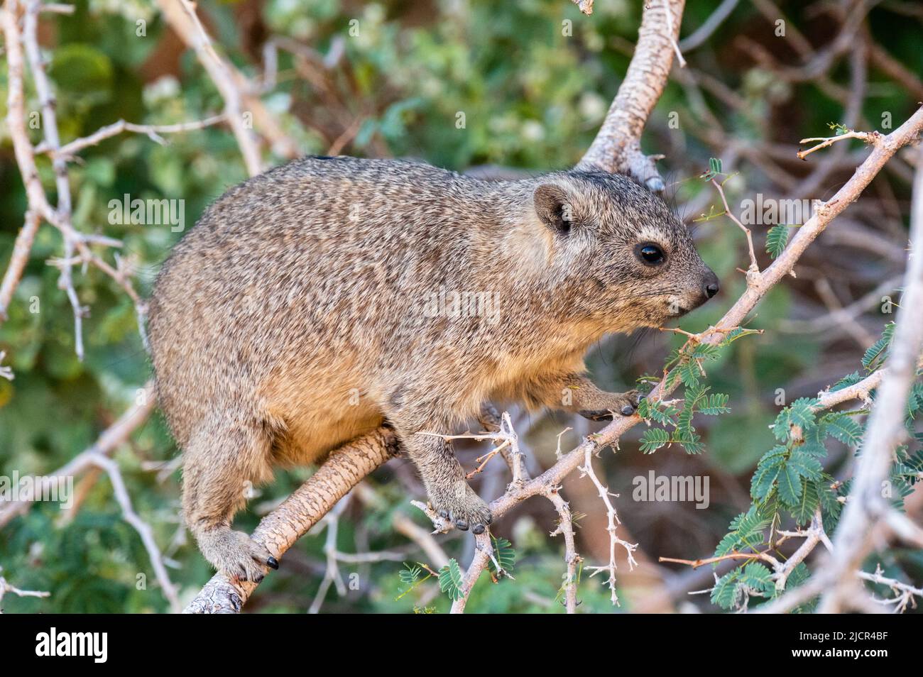 Cute Hyrax or Rock Rabbit from Namibia also called Dassie on a tree ...