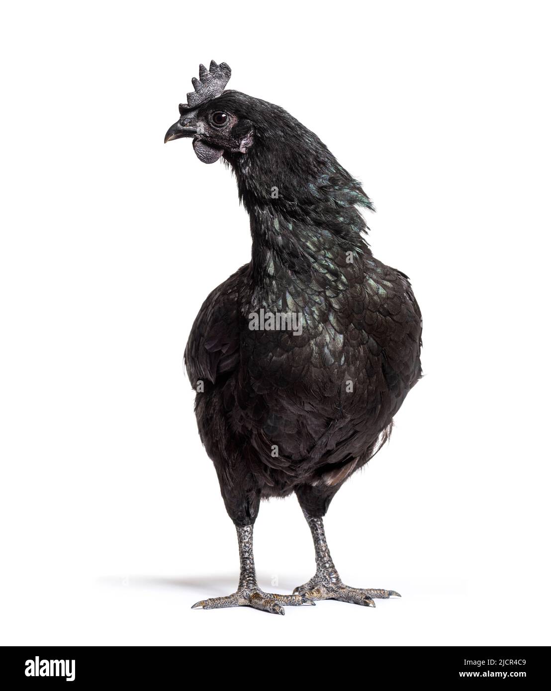 Ayam Cemani hen standing in front, isolated on white Stock Photo