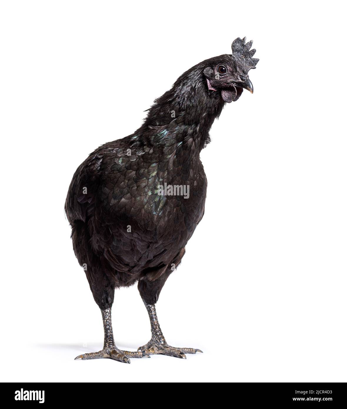 Ayam Cemani hen standing in front, isolated on white Stock Photo