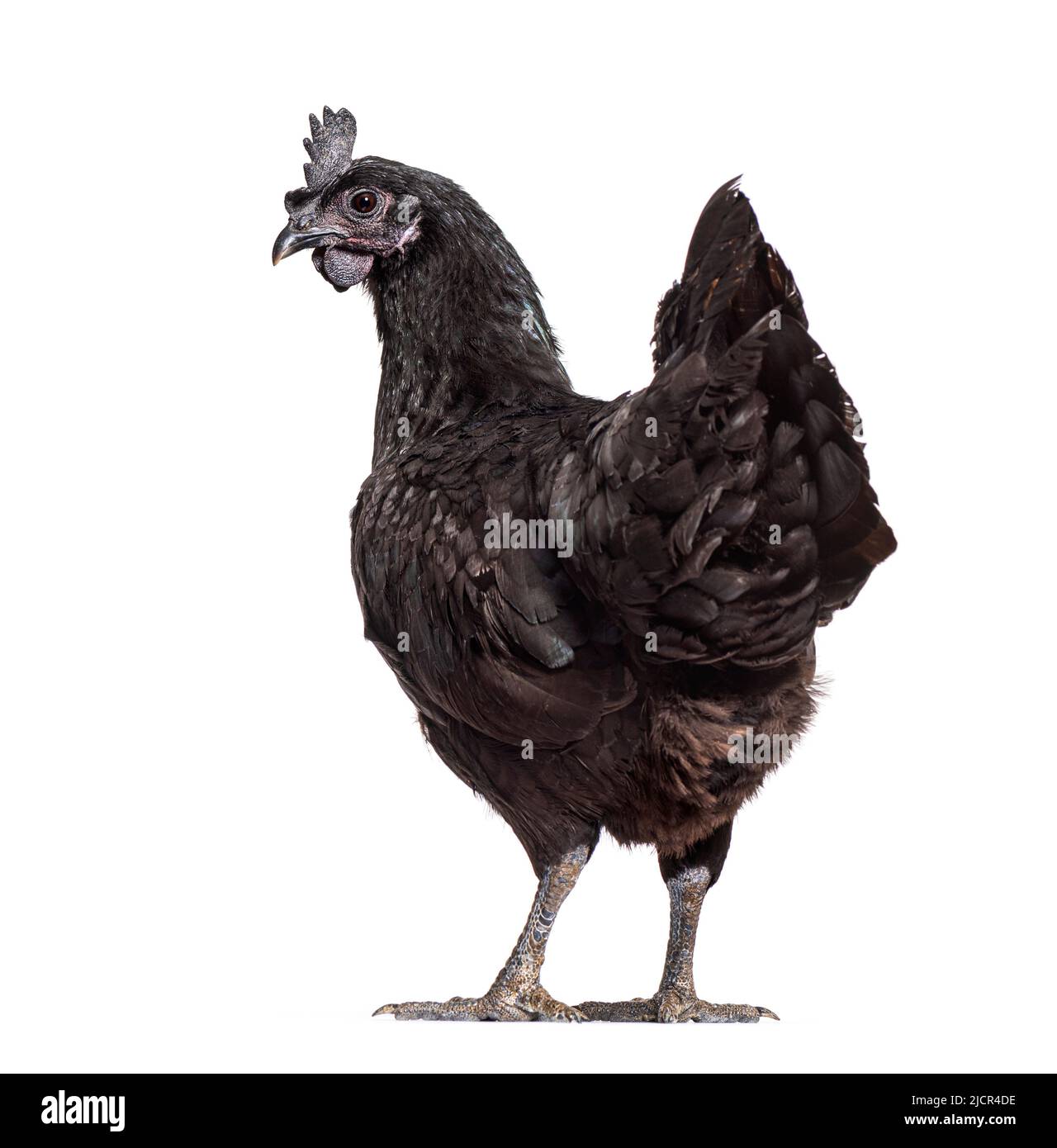 Back view of a Ayam Cemani hen looking back, isolated on white Stock Photo