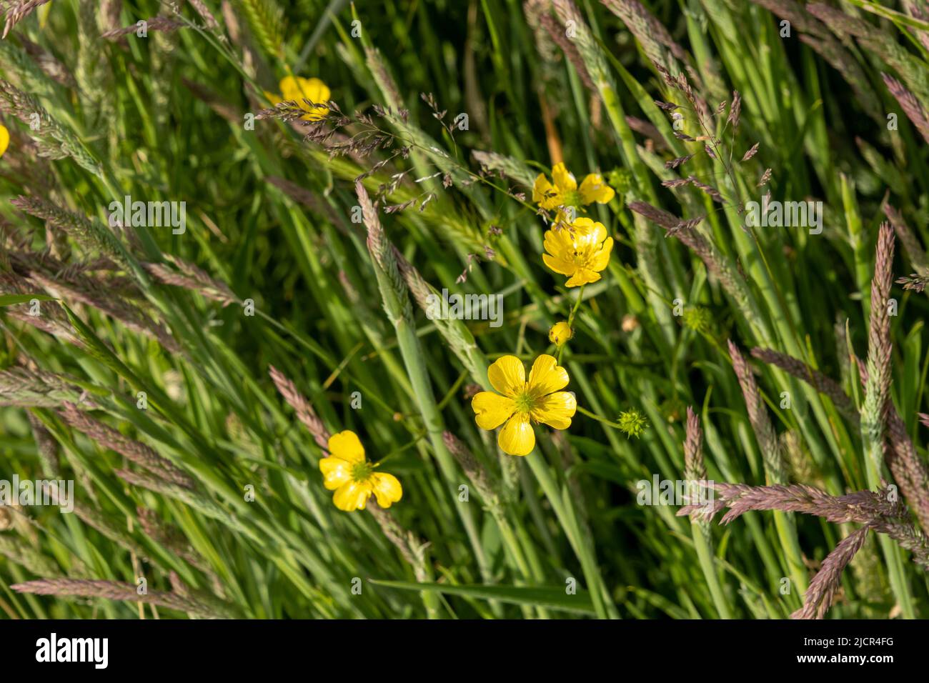 Spearwort (also known as Lesser spearwort or Banewort) flowers amongst grasses Stock Photo