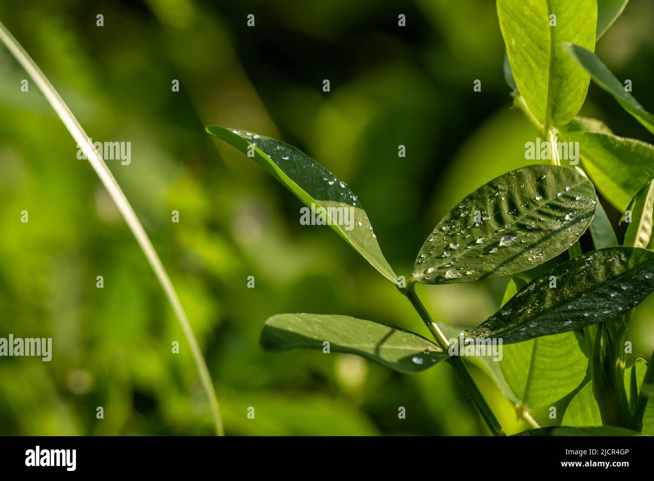 Peanut plant, thin green leaves, yellow flowers, planted in agricultural fields, on a sunny