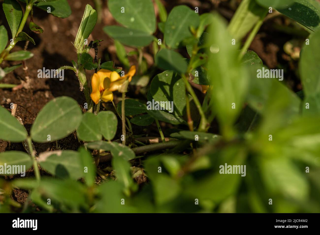 Peanut plant, thin green leaves, yellow flowers, planted in agricultural fields, on a sunny