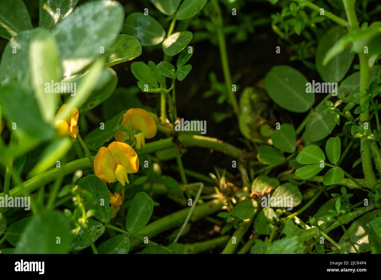 Peanut plant, thin green leaves, yellow flowers, planted in agricultural fields, on a sunny