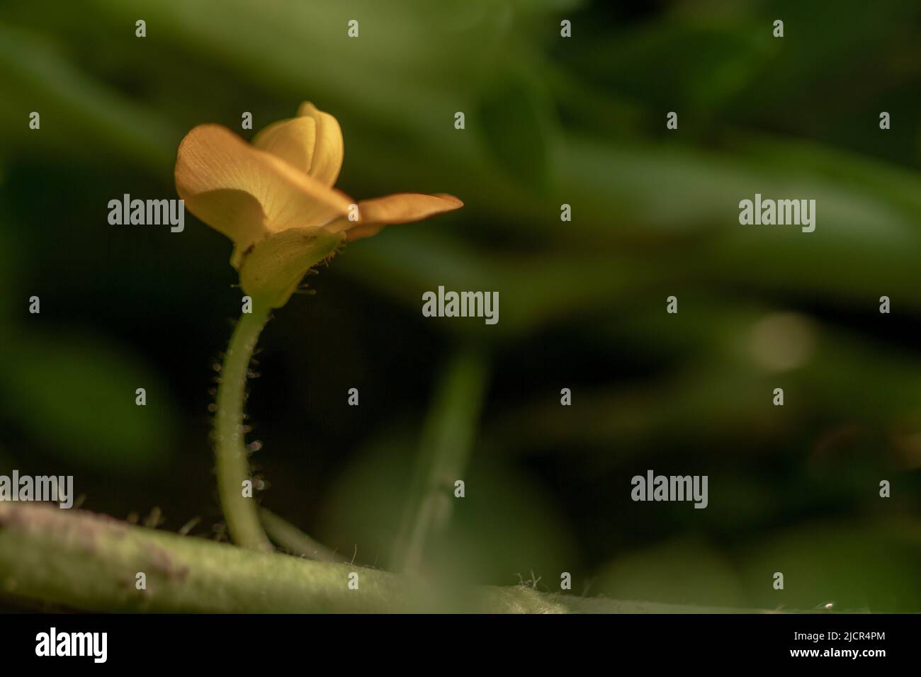 Peanut plant, thin green leaves, yellow flowers, planted in agricultural fields, on a sunny
