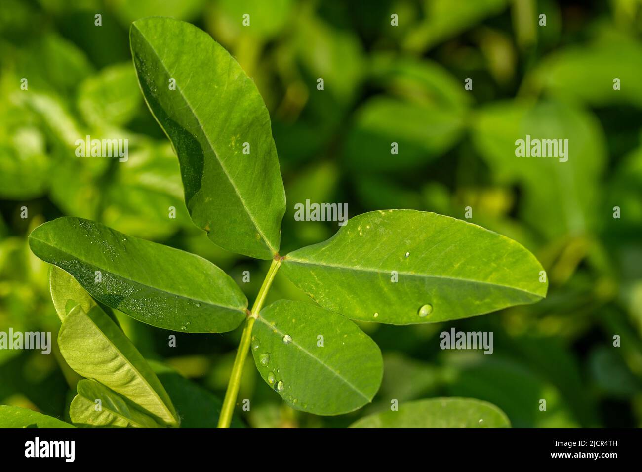 Peanut plant, thin green leaves, yellow flowers, planted in agricultural fields, on a sunny