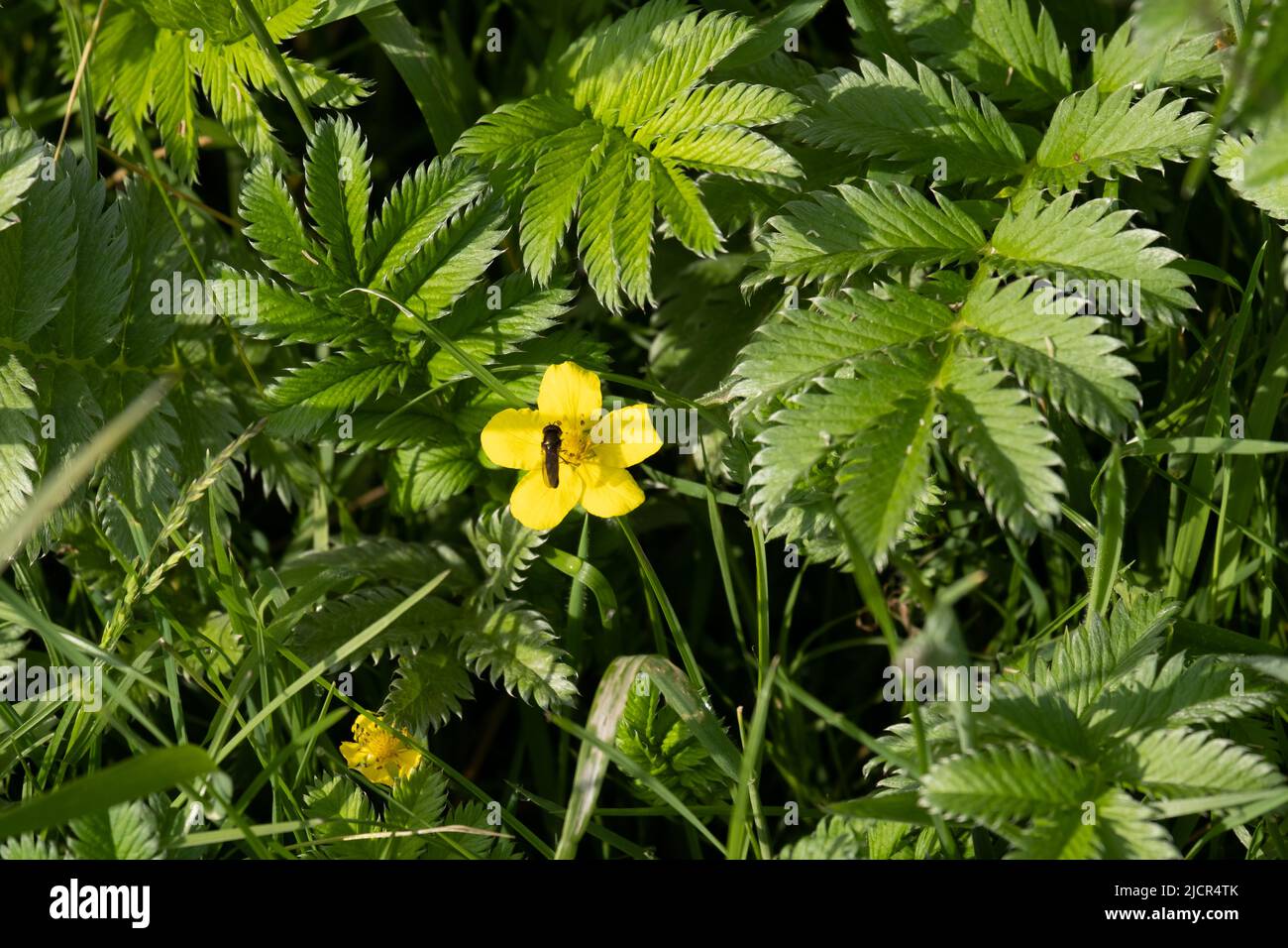 Silverweed cinquefoil and a Lesser spearwort flower growing wild with a fly on the flower Stock Photo