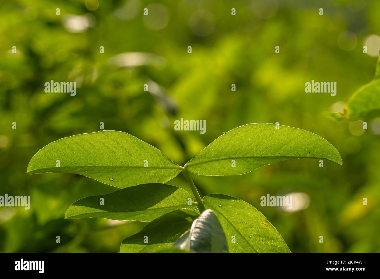 Peanut plant, thin green leaves, yellow flowers, planted in agricultural fields, on a sunny