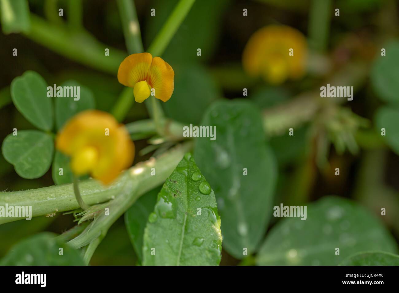 Peanut plant, thin green leaves, yellow flowers, planted in agricultural fields, on a sunny