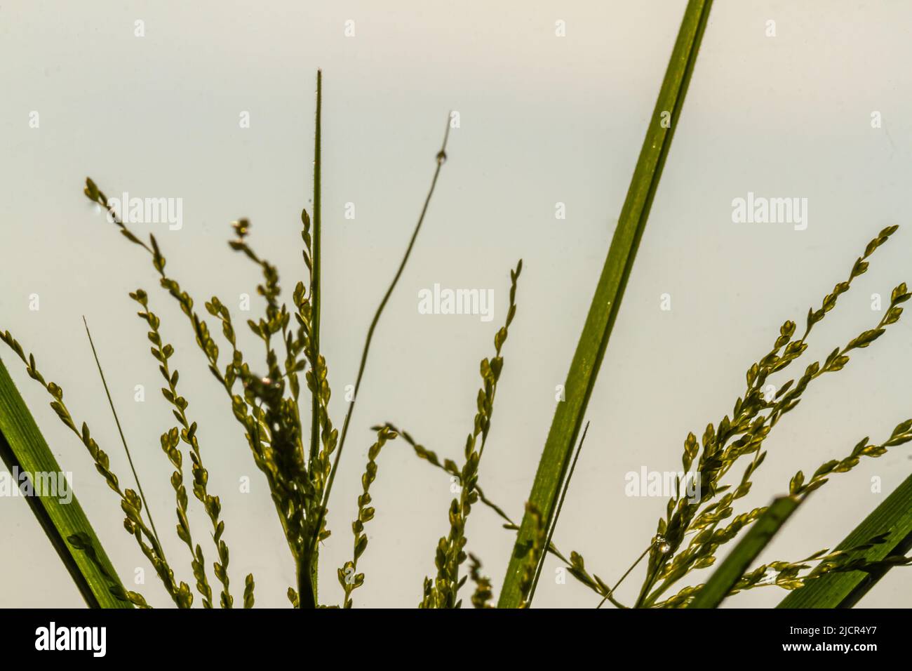 The weeds called Umbrella Sedge, long -leafy green, are flowering, in a bright morning Stock Photo