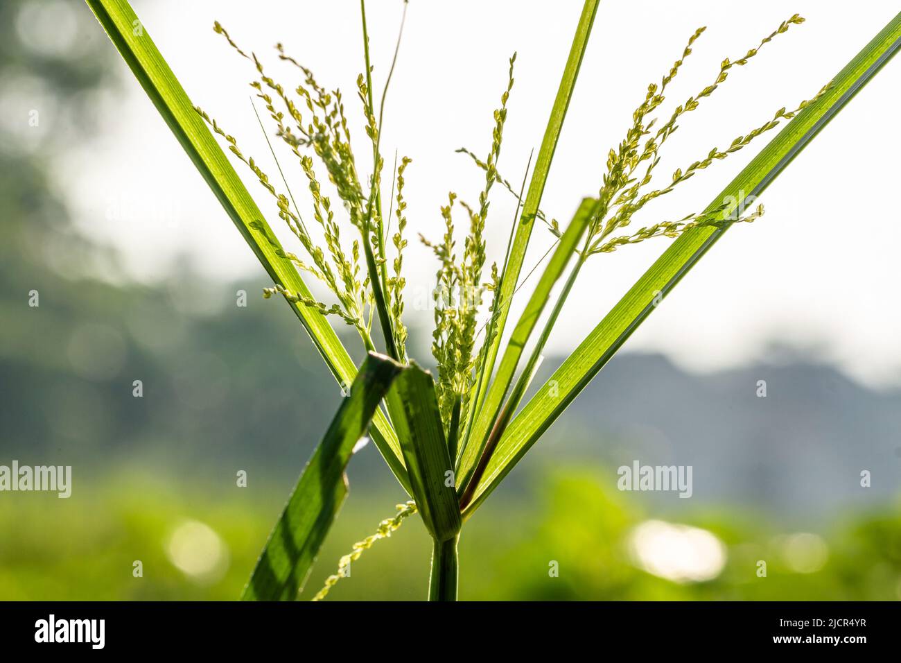 The weeds called Umbrella Sedge, long -leafy green, are flowering, in a bright morning Stock Photo