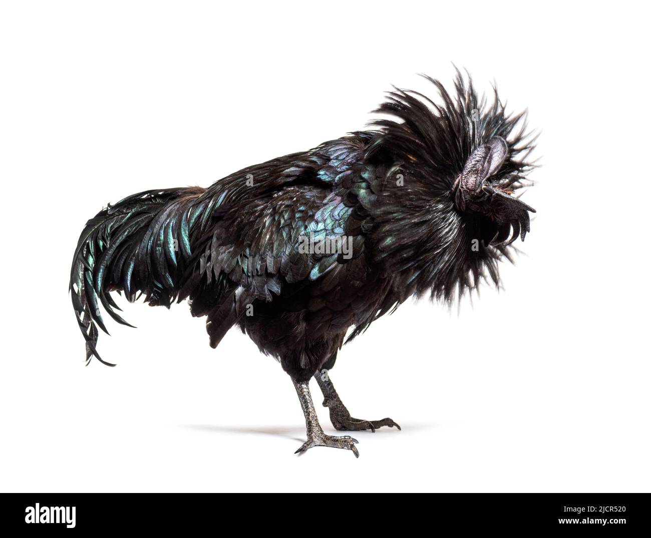 Ayam Cemani rooster ruffling its feathers, isolated on white Stock Photo