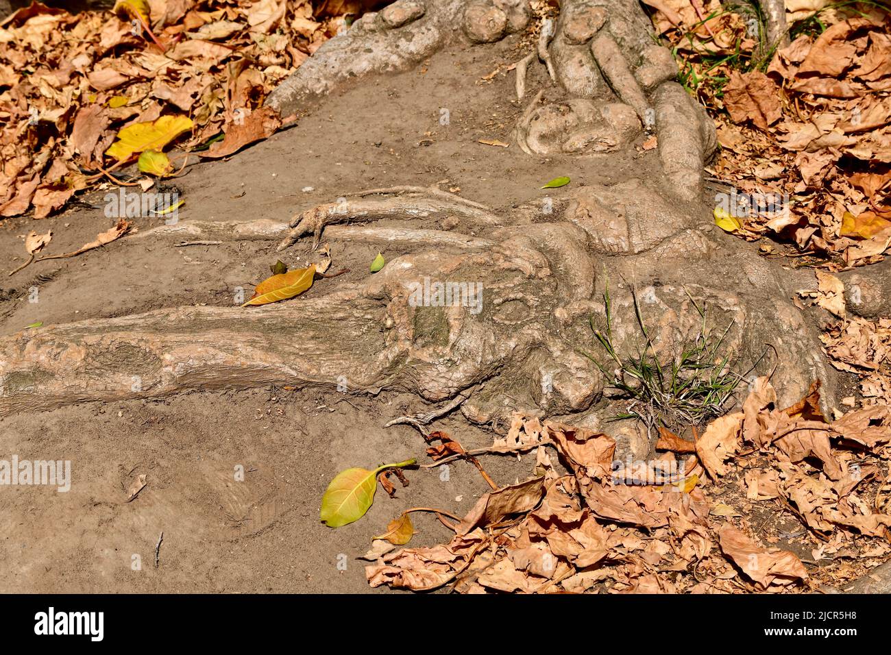 Interessante gewundene Baumwurzeln in karger Erde Stock Photo