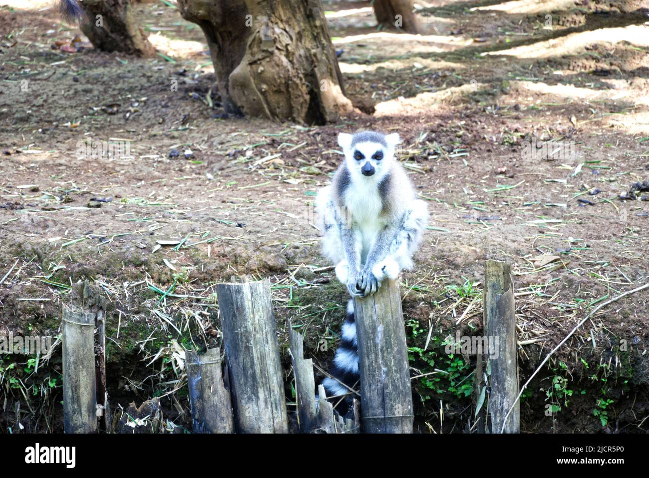 Lemurs photo session Nosy Be, Madagascar Stock Photo