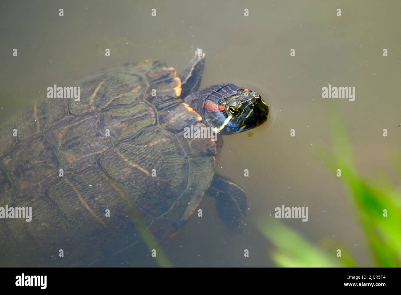 Neuwelt- Sumpfschildkröte mit dem Kopf aus dem Wasser ragend mit Blick zum Fotografen Stock Photo