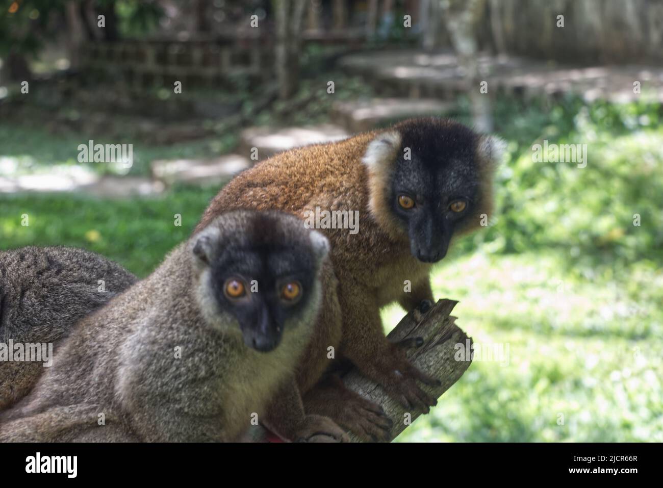 Die Welt der bedrohten Lemuren. Die schönsten Halbaffen sind unheimlich lieb, wenn sie sie etwas zu fressen bekommen :-) Stock Photo