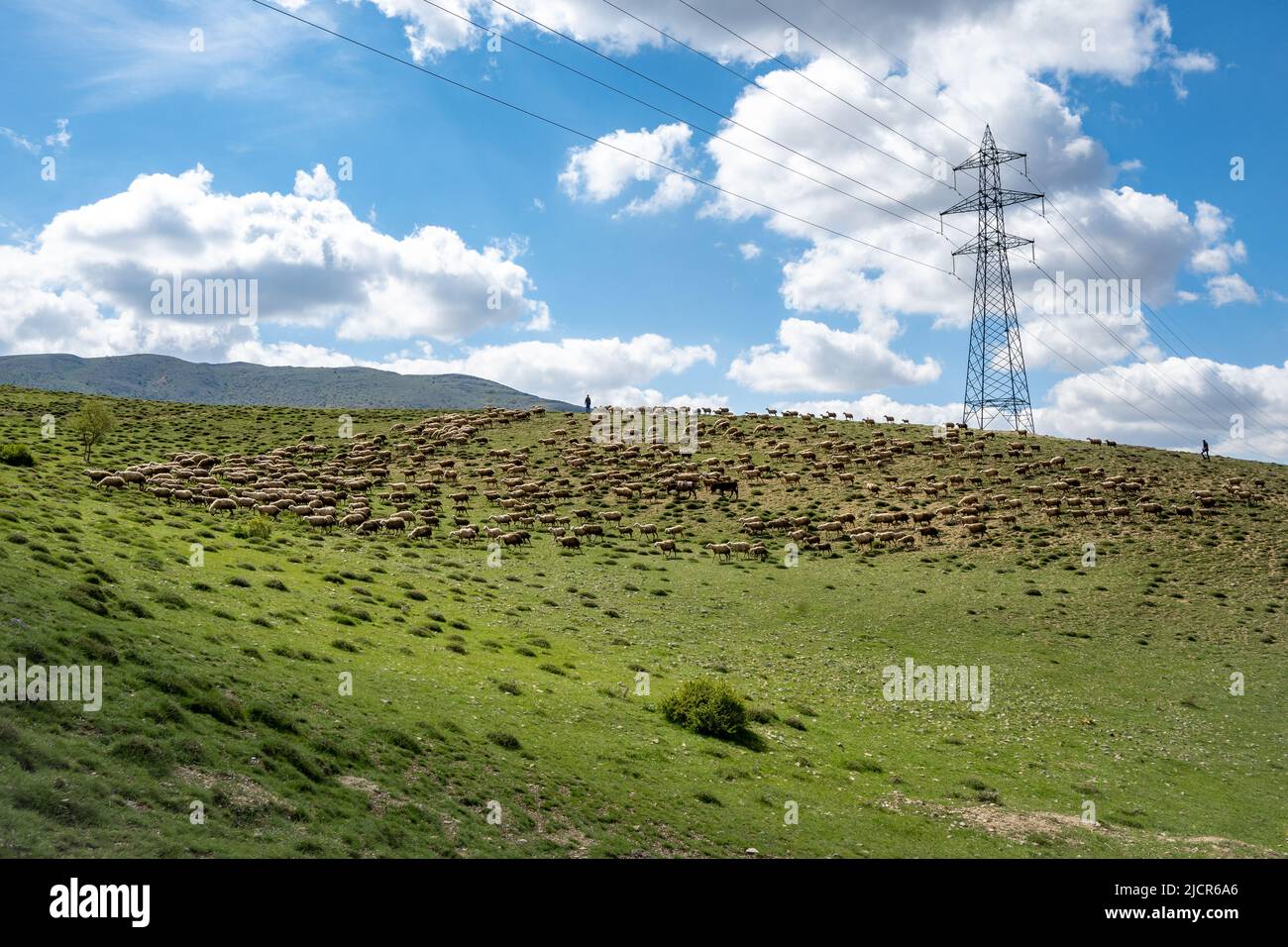 Shepards drive a flock of sheep on the green pasture near Gaziantep, Türkiye. Stock Photo