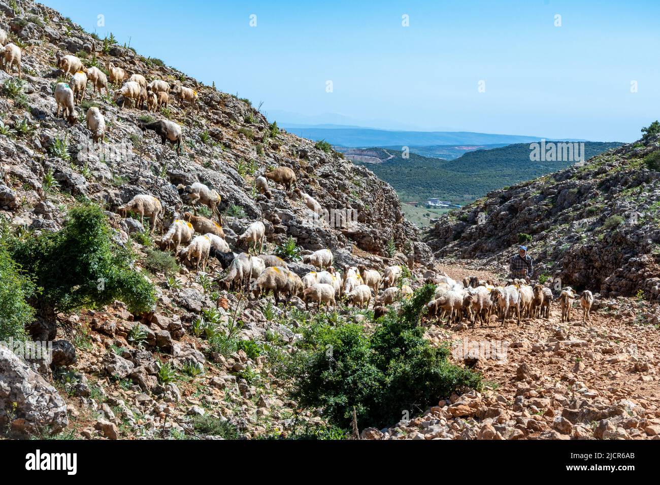 A shepard drives a flock of sheep in the mountains near Gaziantep, Türkiye. Stock Photo