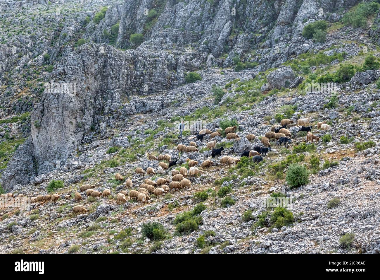 A shepard drives a flock of sheep in the mountains near Gaziantep, Türkiye. Stock Photo