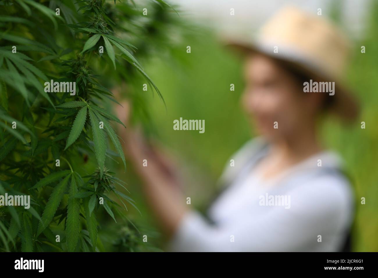 Marijuana growing in organic farm with young farmer standing in