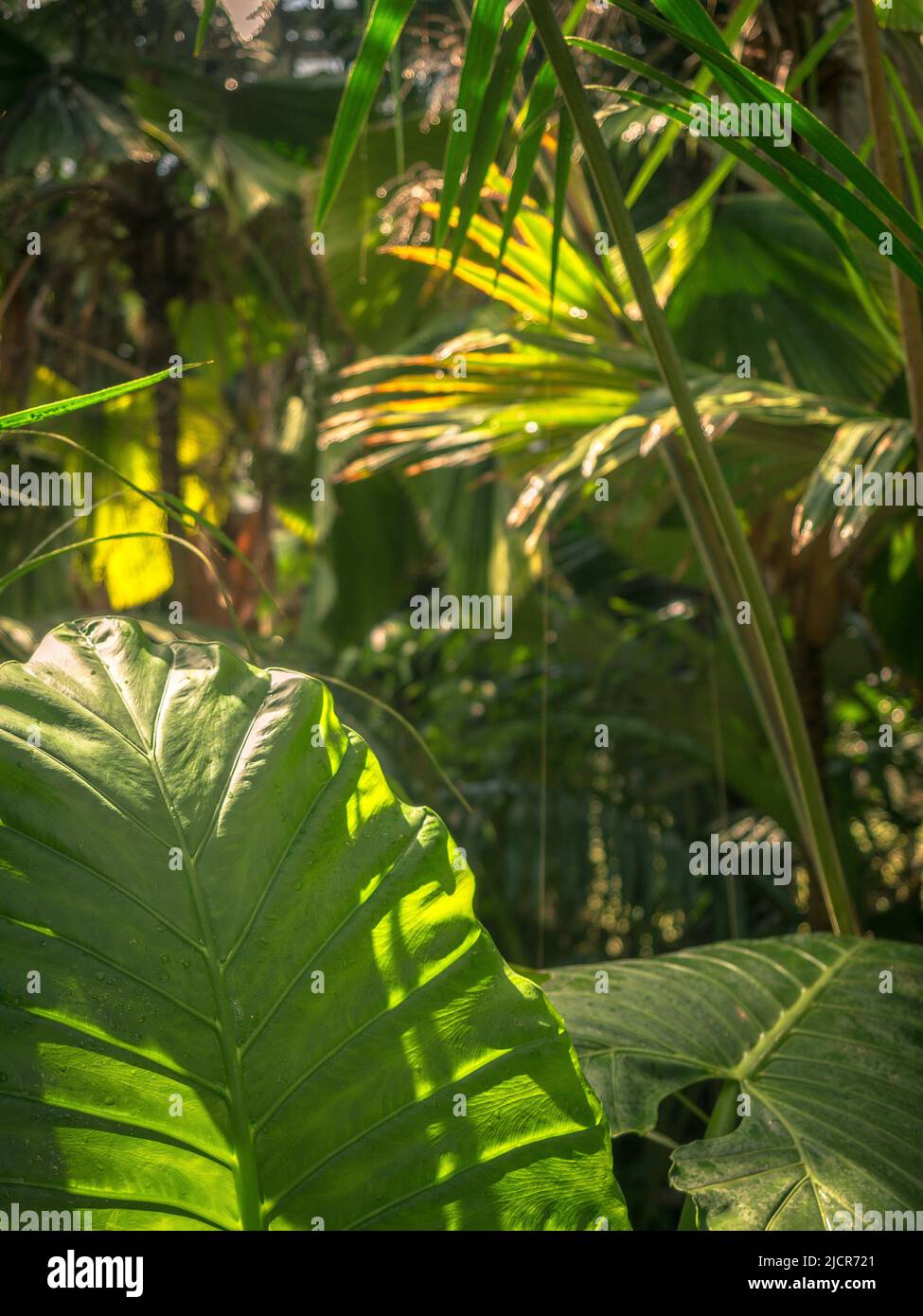 Lush green rainforest plants in a tropical greenhouse Stock Photo - Alamy