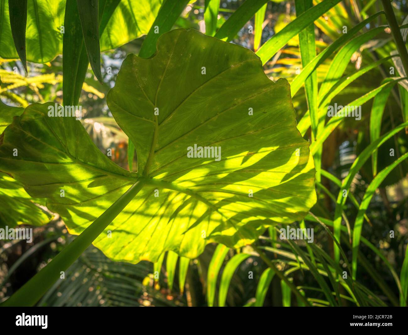 Lush green rainforest plants in a tropical greenhouse. Stock Photo