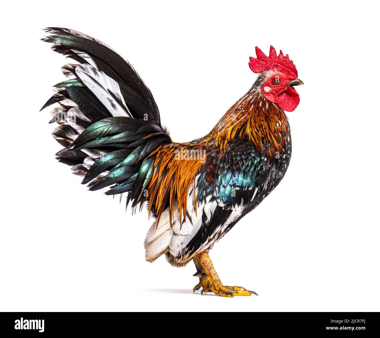 Side view of a Serama rooster, chicken Stock Photo Alamy