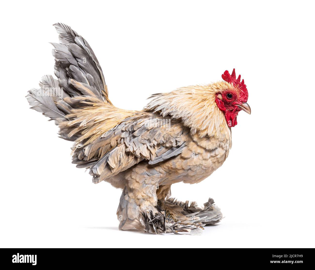 Old serama hen, isolated on white Stock Photo