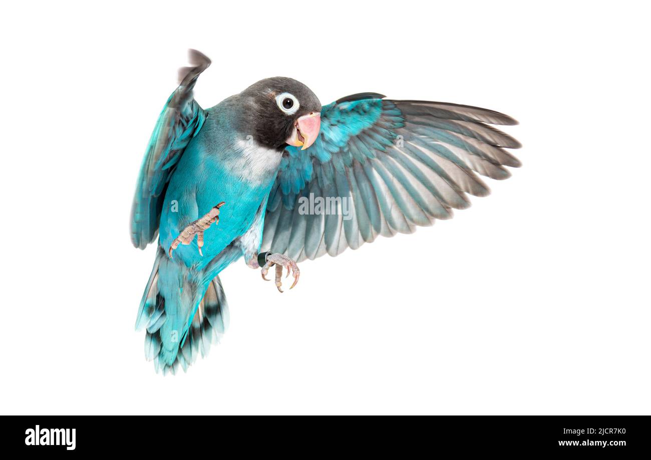 Black Cheecked Lovebird wings spread– Agapornis Nigrigenis – Blue mutation, isolated on white Stock Photo