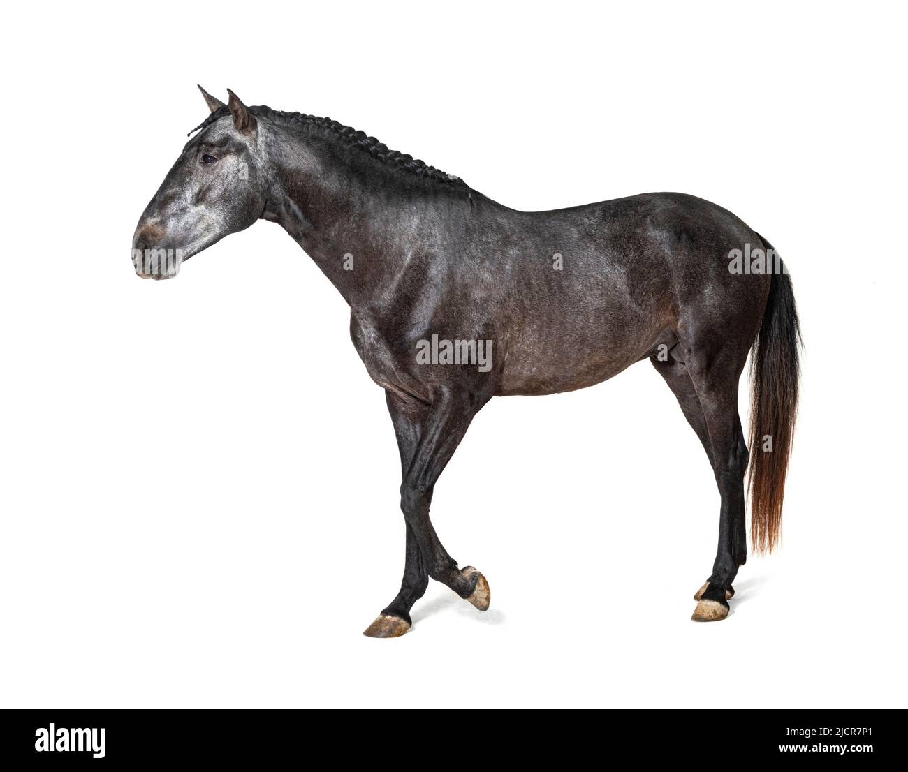 Profile Lusitano walking, Portuguese horse, isolated on white Stock Photo