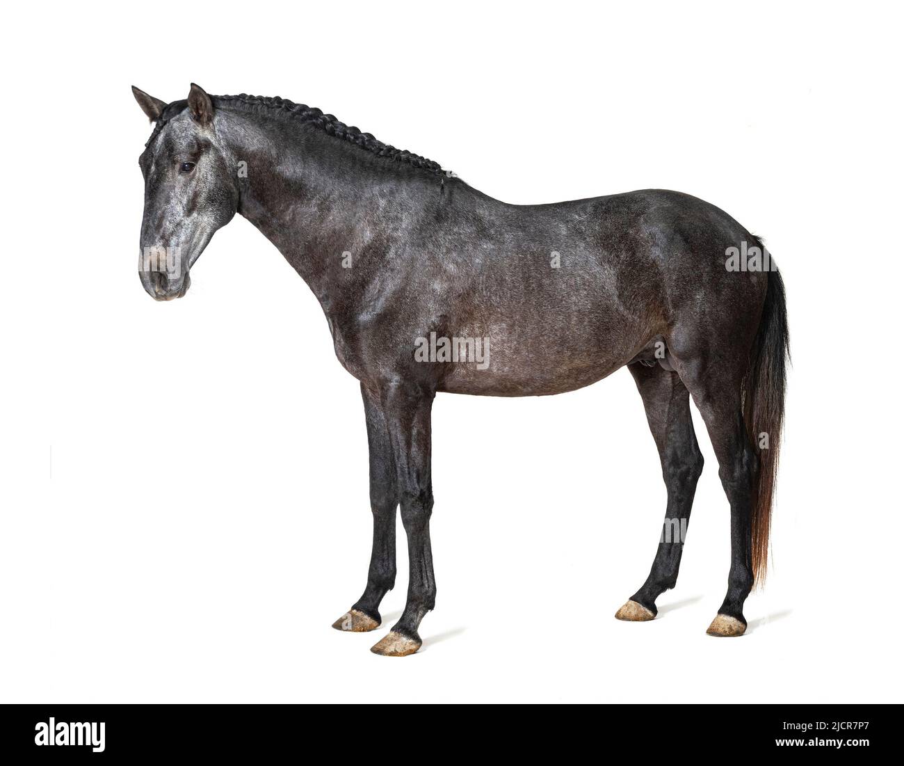 Profile Lusitano, Portuguese horse, isolated on white Stock Photo