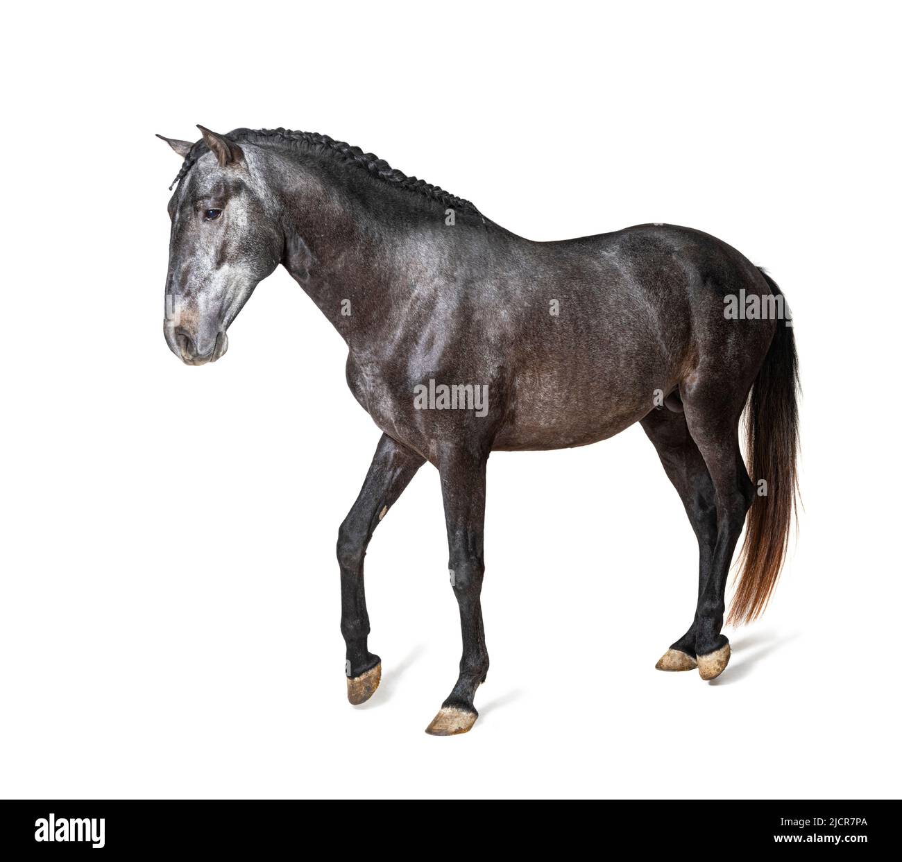 Profile Lusitano walking, Portuguese horse, isolated on white Stock Photo