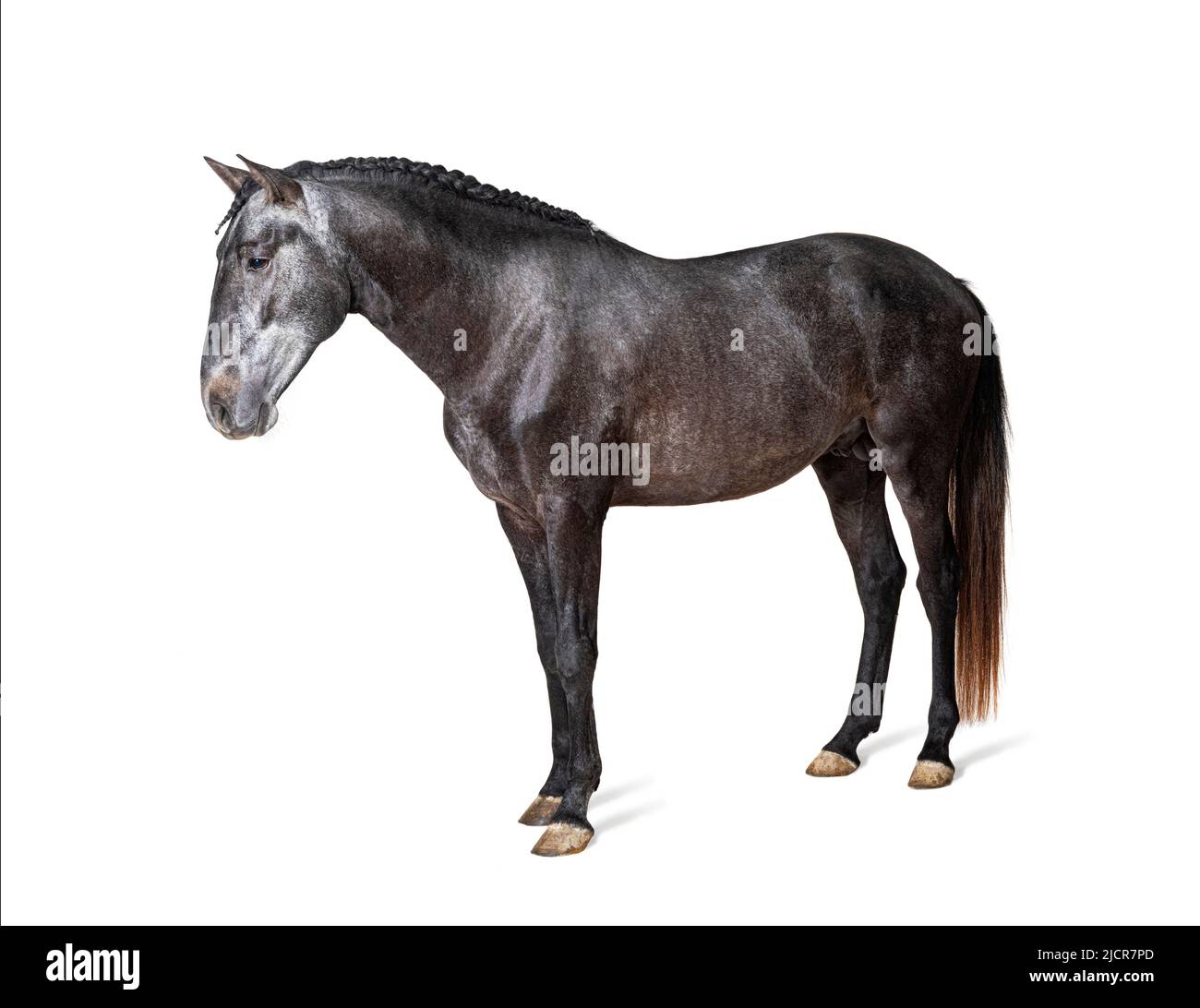 Profile Lusitano, Portuguese horse, isolated on white Stock Photo