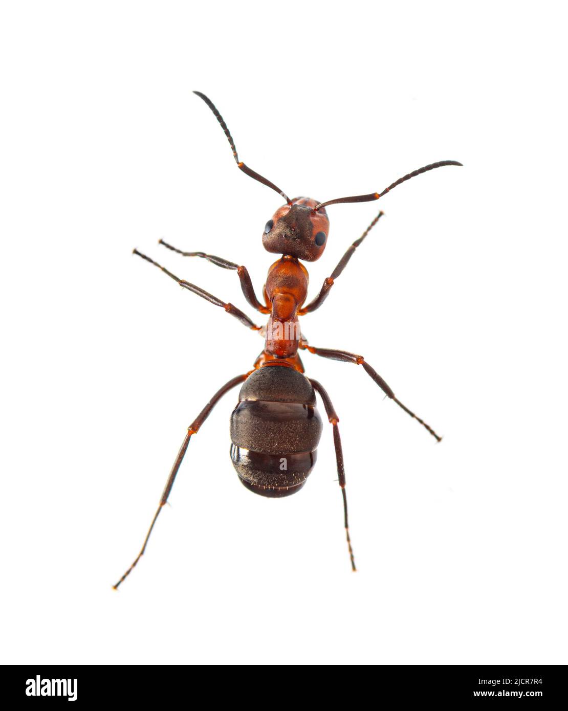 Red wood ant - Formica rufa or southern wood ant, isolated on white Stock Photo