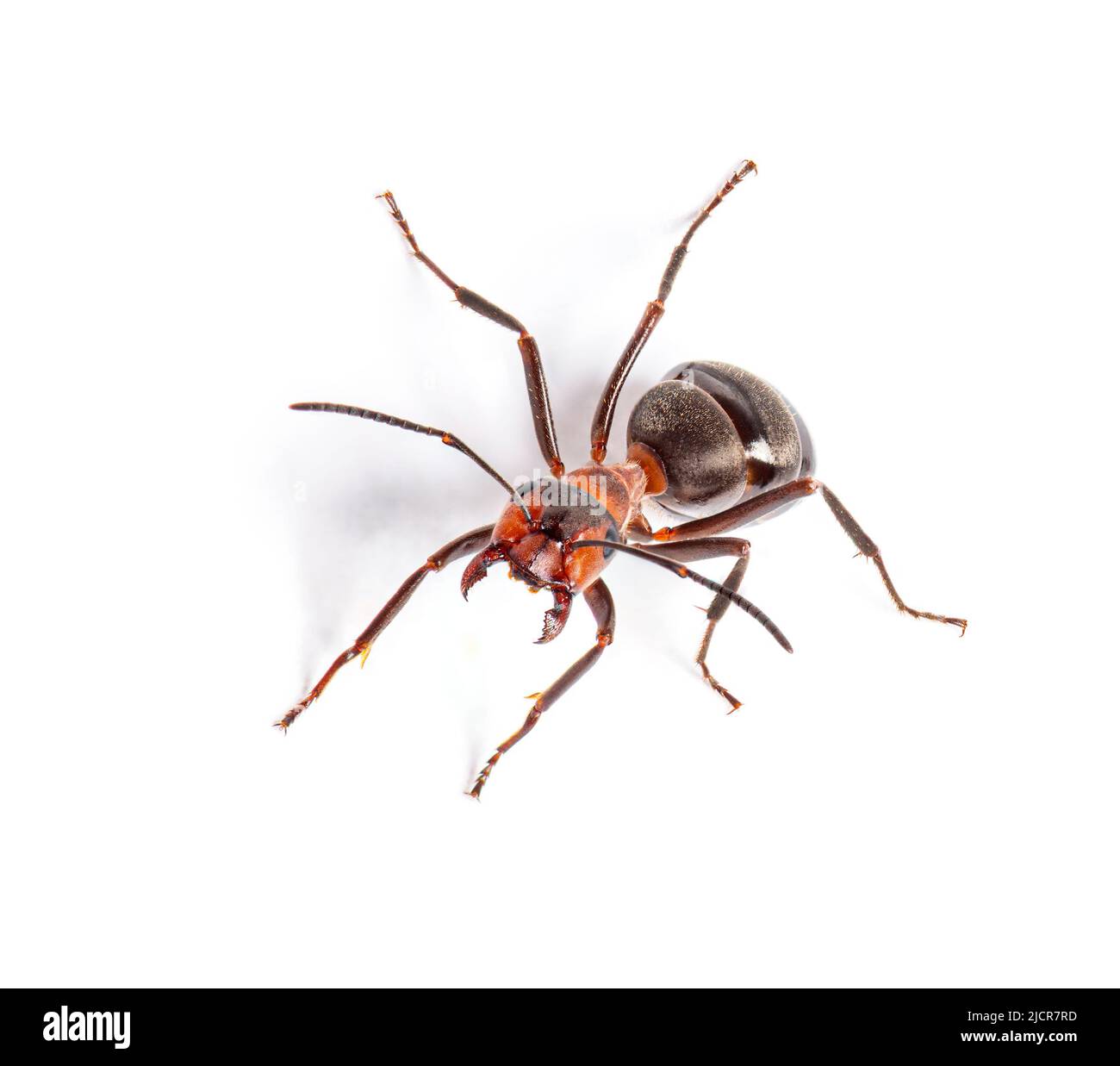 Red wood ant - Formica rufa or southern wood ant, isolated on white Stock Photo