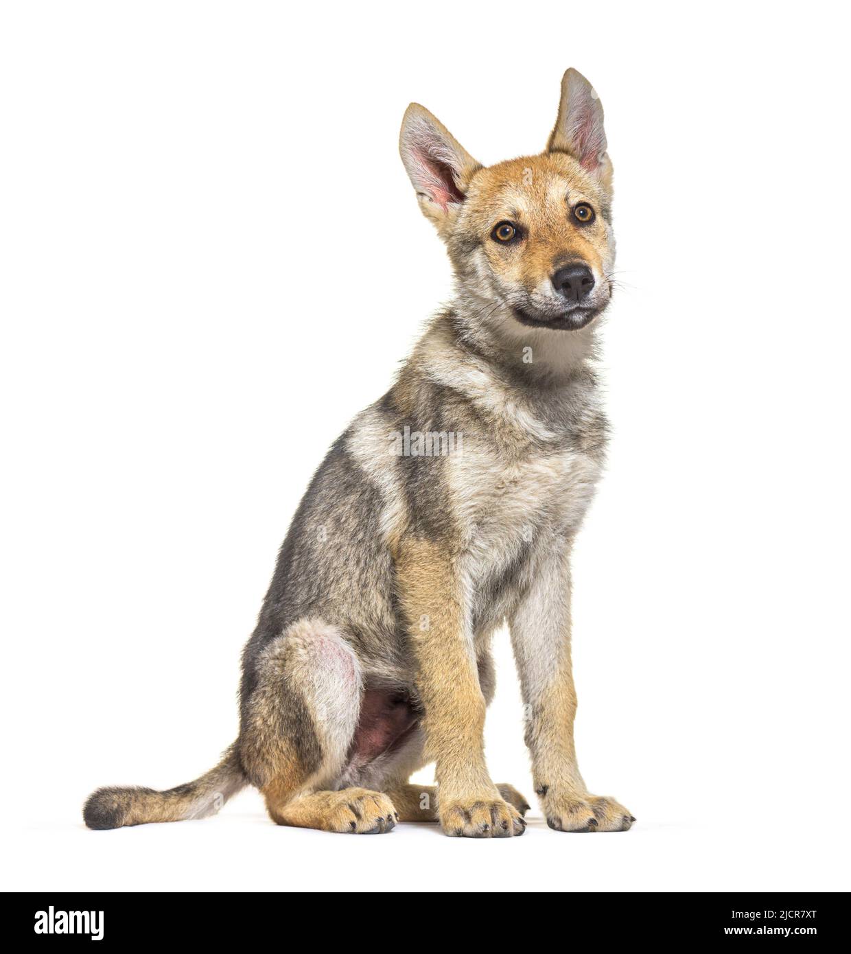 Quarter wolf cheap dog