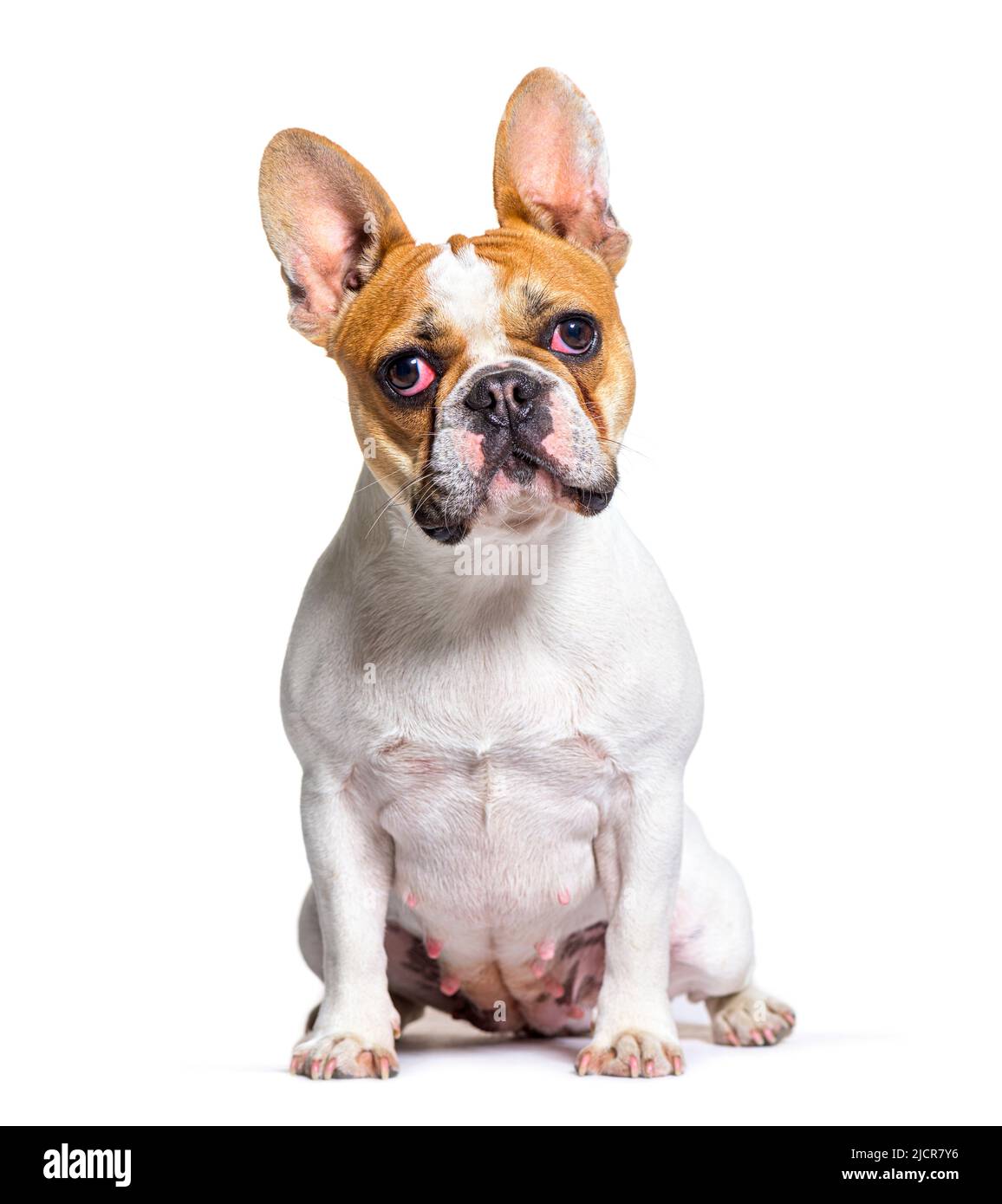 French bulldog looking at the camera, sitting, isolated on white Stock Photo
