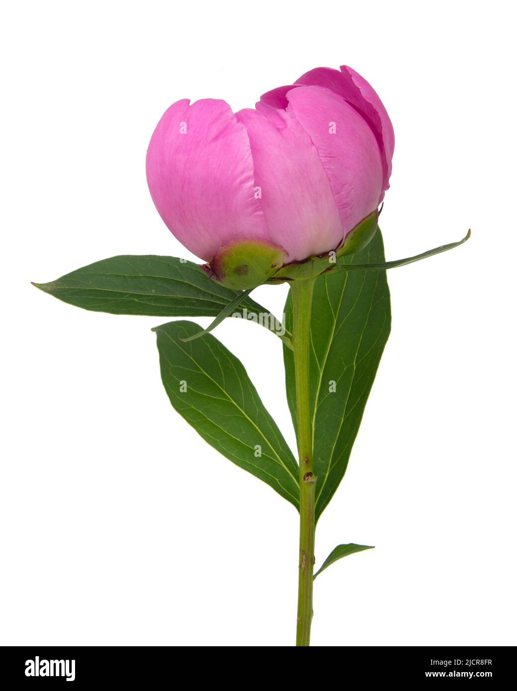 Elegant beautiful peony flower isolated on the white background Stock ...