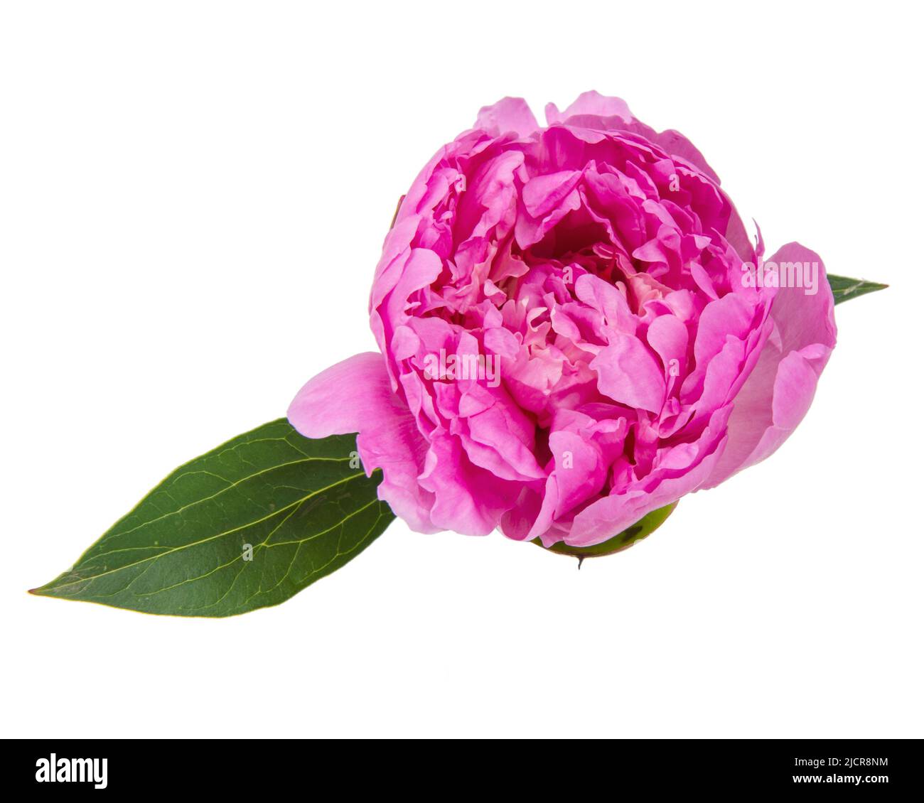 Pink peony flower isolated on the white background Stock Photo - Alamy