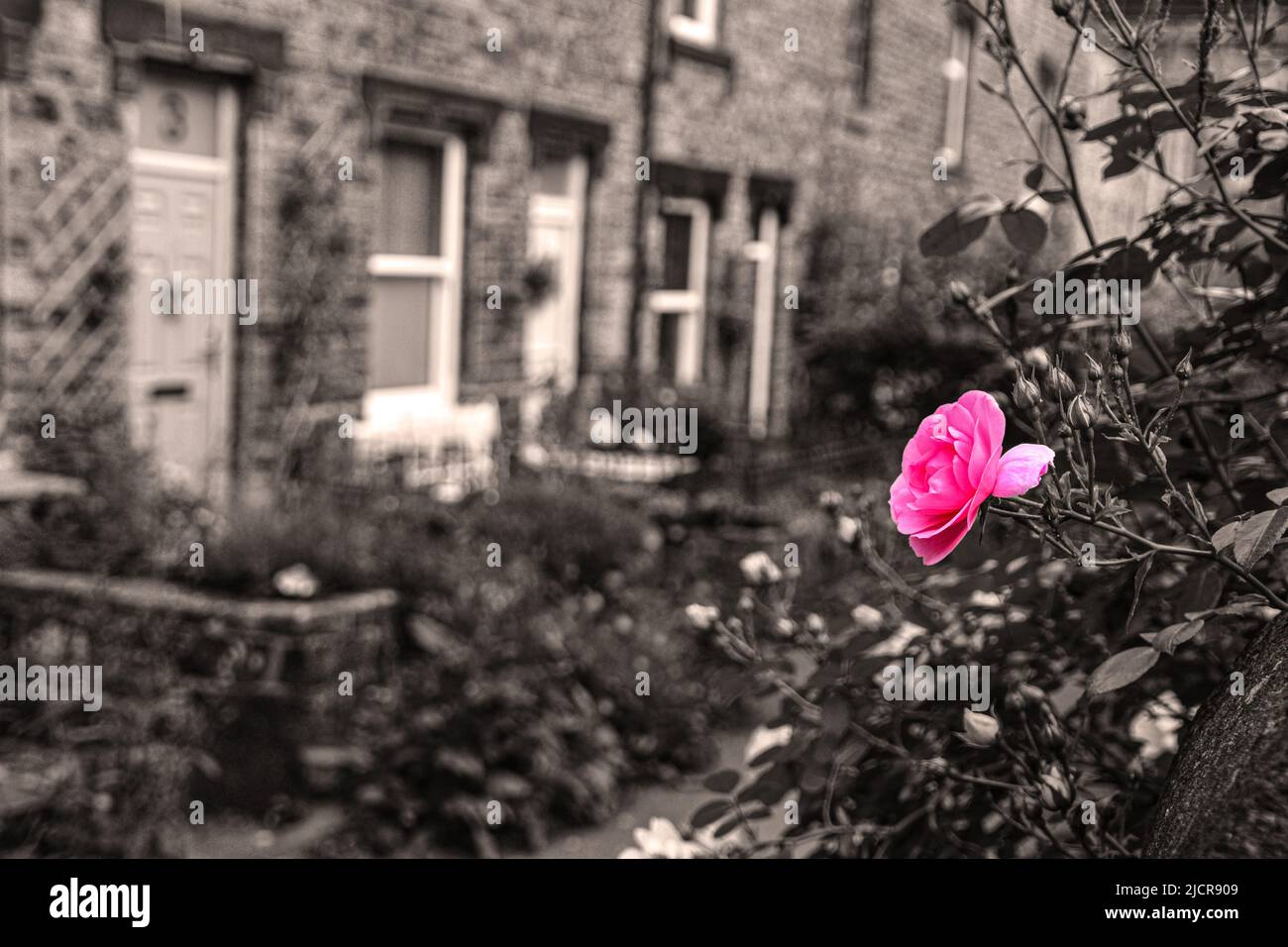 Pink Rose, Fountain Street, Hebden Bridge Stock Photo