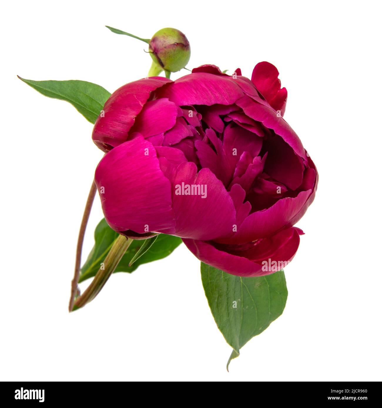 Pink beautiful peony flower isolated on the white background Stock