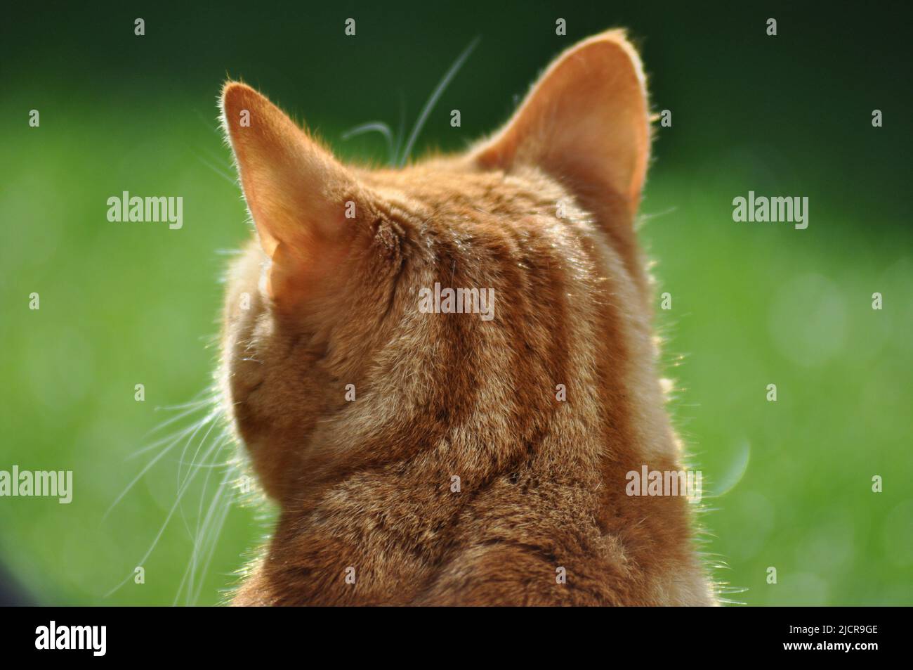 The back view of a pretty young ginger and white cat sitting outside on a grass lawn Stock Photo