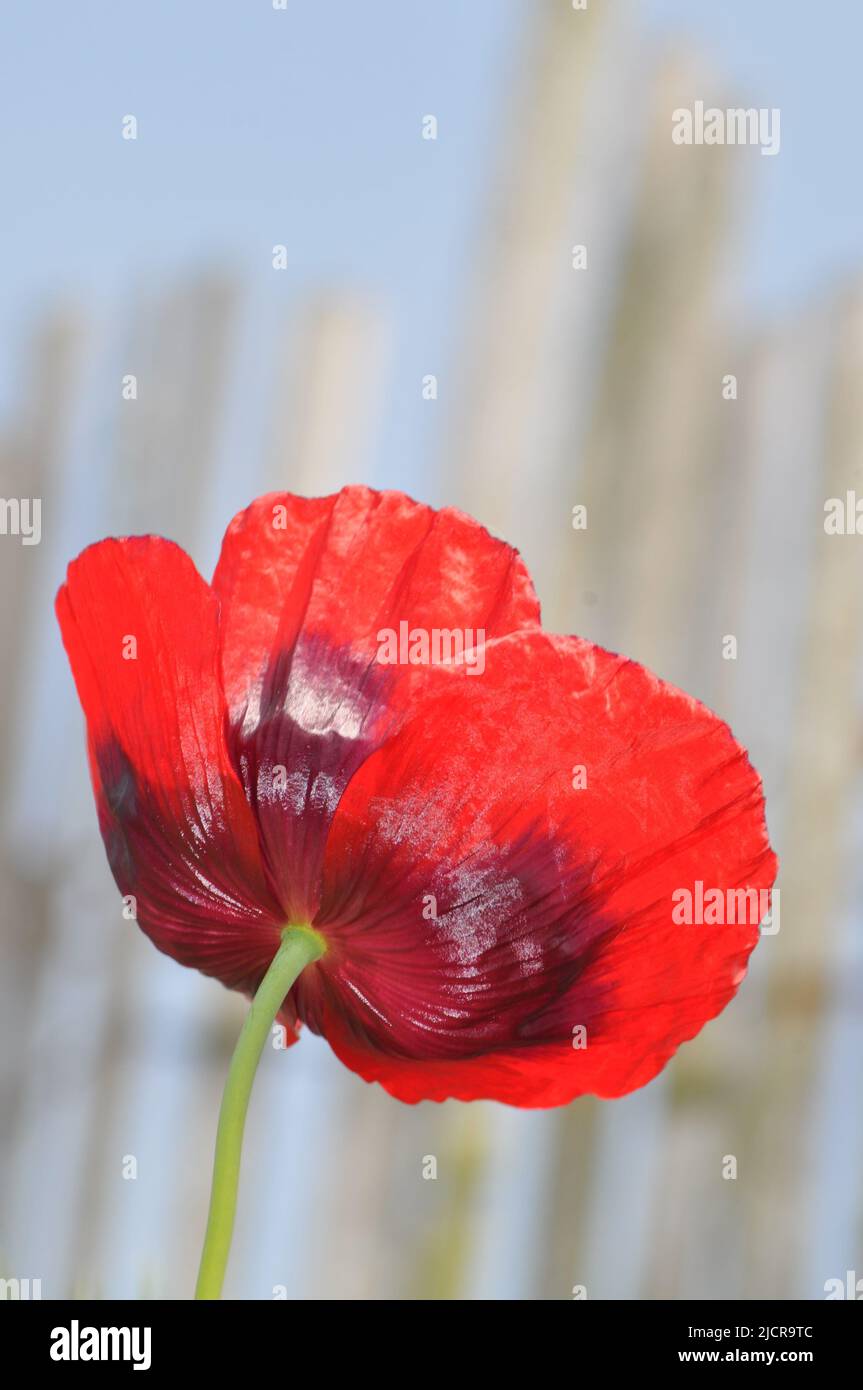 Red poppy flower growing on waste land - set against a blue sky Stock Photo