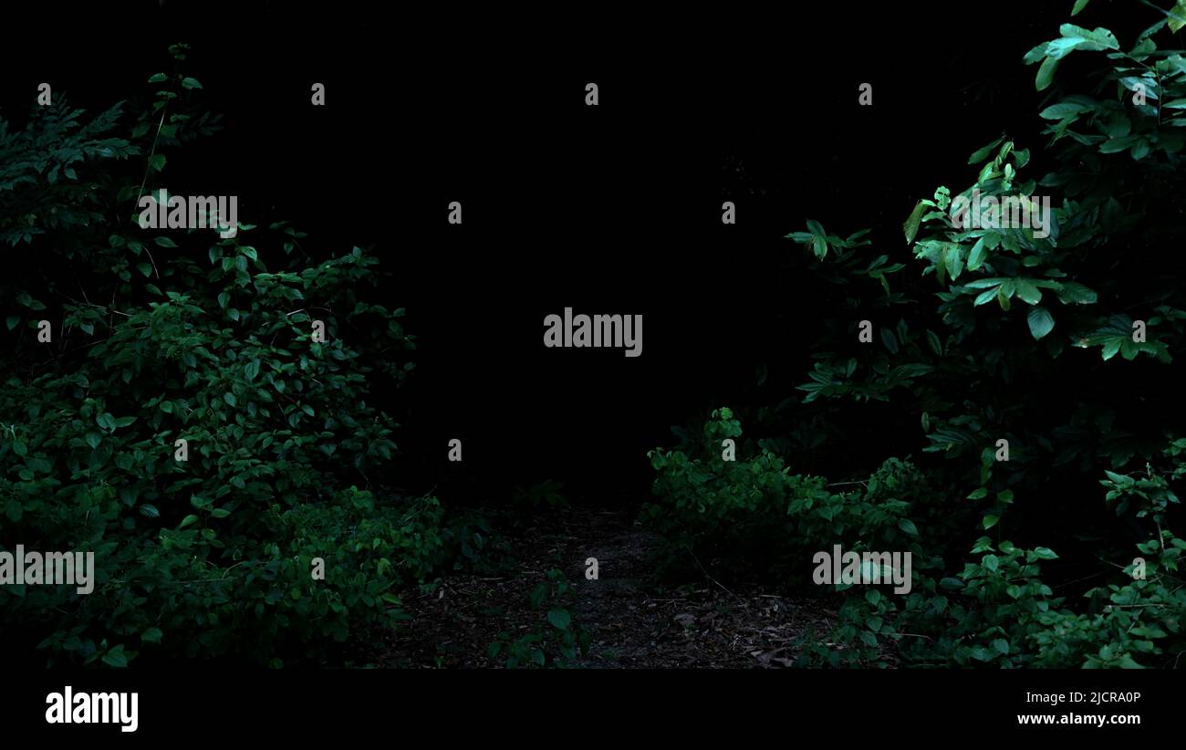 Tropical rainforest foliage plants bushes frame on dark background Stock Photo