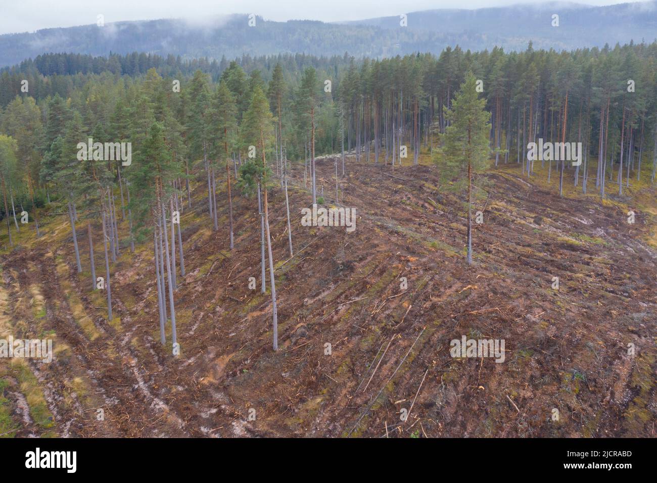 Clearcutting traces of mechanical logging. Dalarna, Sweden Stock Photo