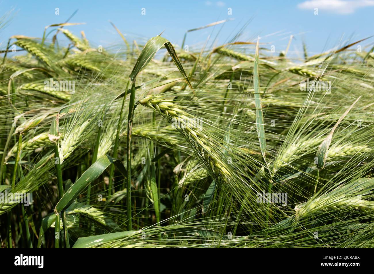 Ears of barley in a field, agricultural concept. Selective focus. Stock Photo