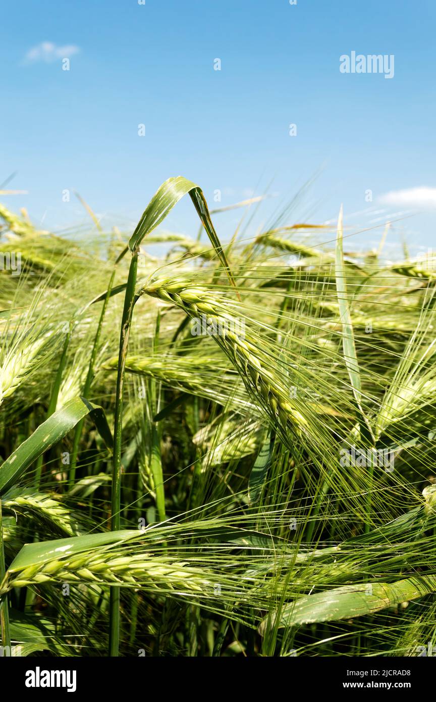 Ears of barley in a field, agricultural concept. Selective focus. Stock Photo